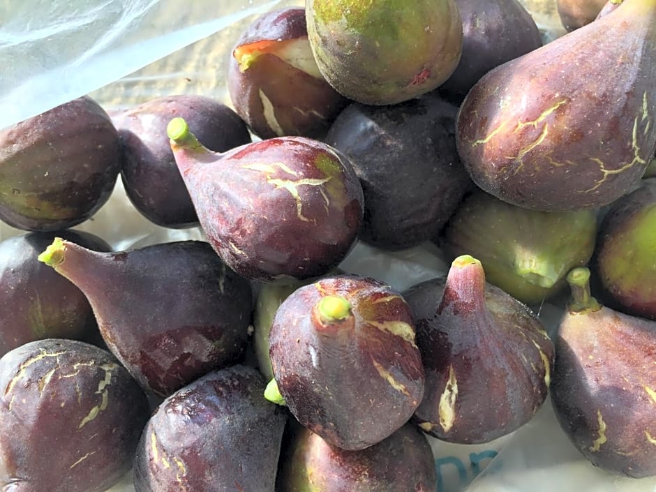 Saint Sever des Pyrenees