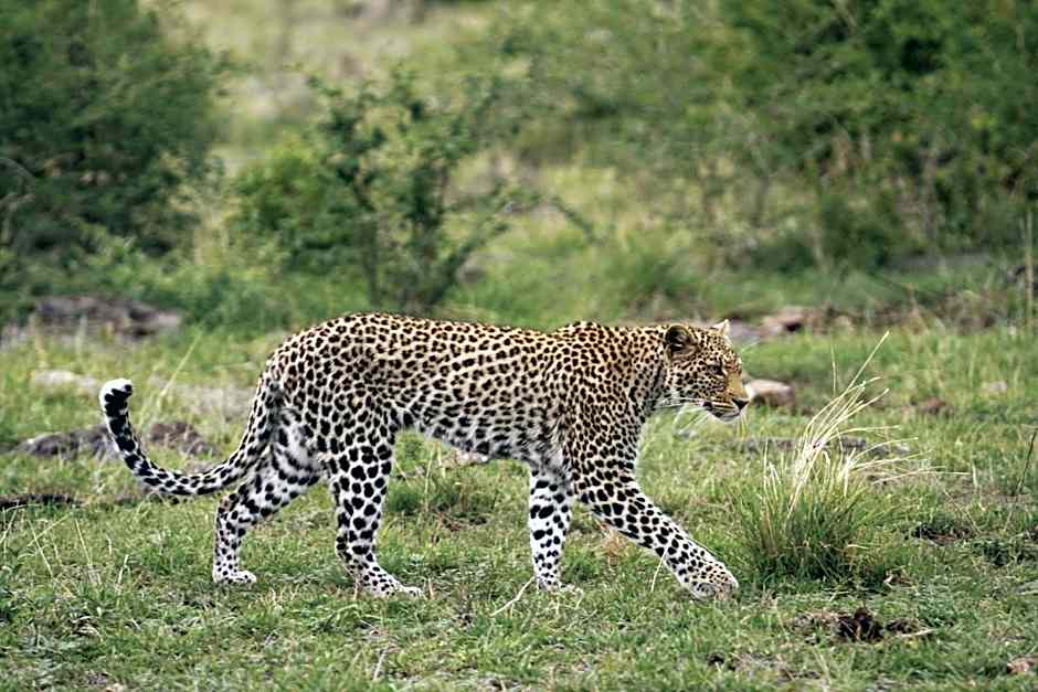 Tuningi Safari Lodge