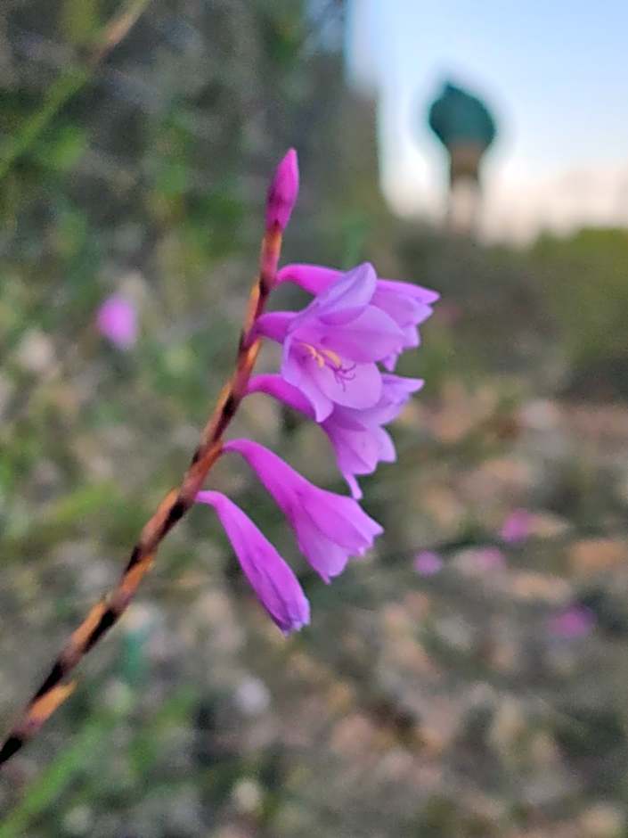 Garden Route Safari Camp