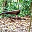 Jungle Trekking & Jungle Tour only stay here if you are and you must booking jungle trekking with us