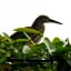 Bird View Resort Anawilundawa