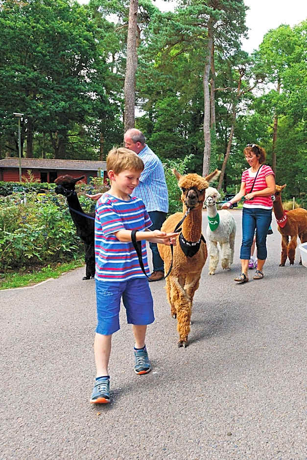 Sandy Balls Holiday Village