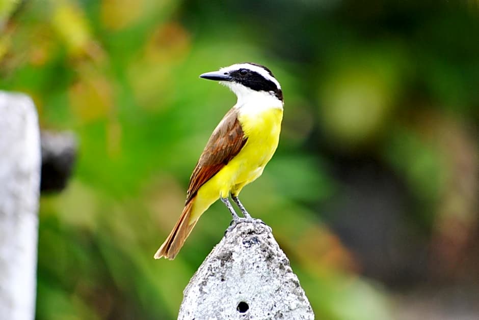 Hotel Arenal Country Inn