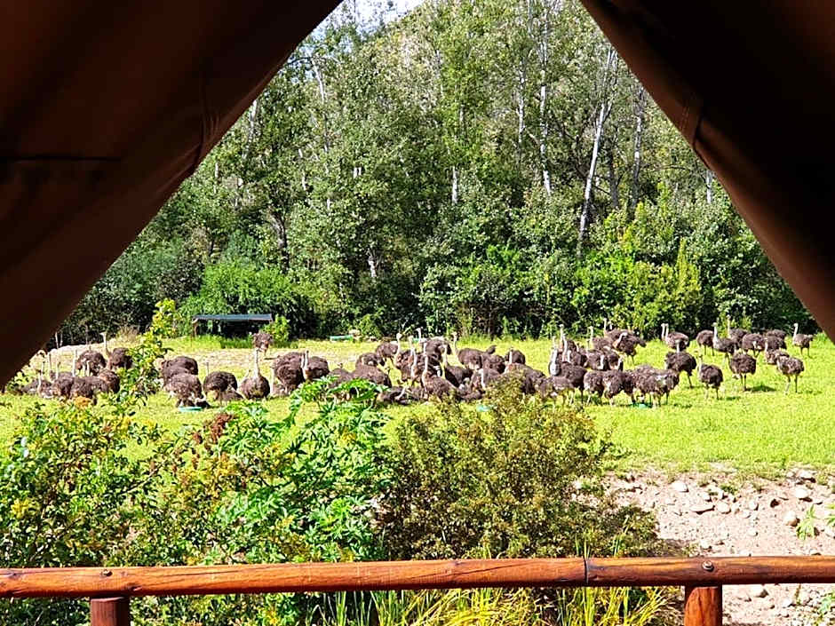 Old Mill Lodge, Seasonal Working Ostrich Farm & Restaurant, Oudtshoorn