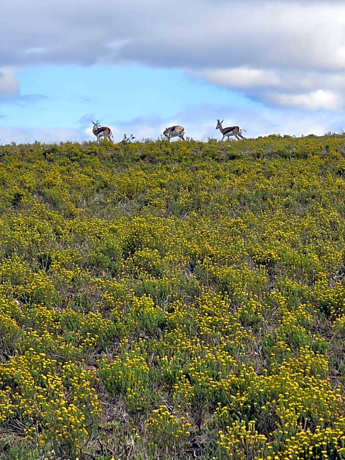 Garden Route Safari Camp