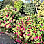 Ashfield Bed & Breakfast