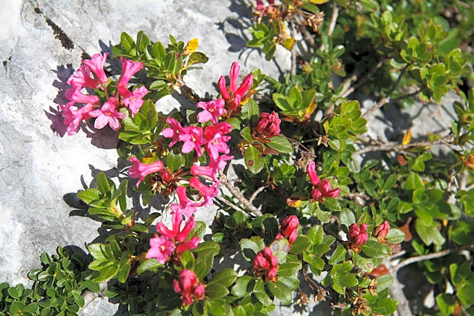 Lodge am Krippenstein