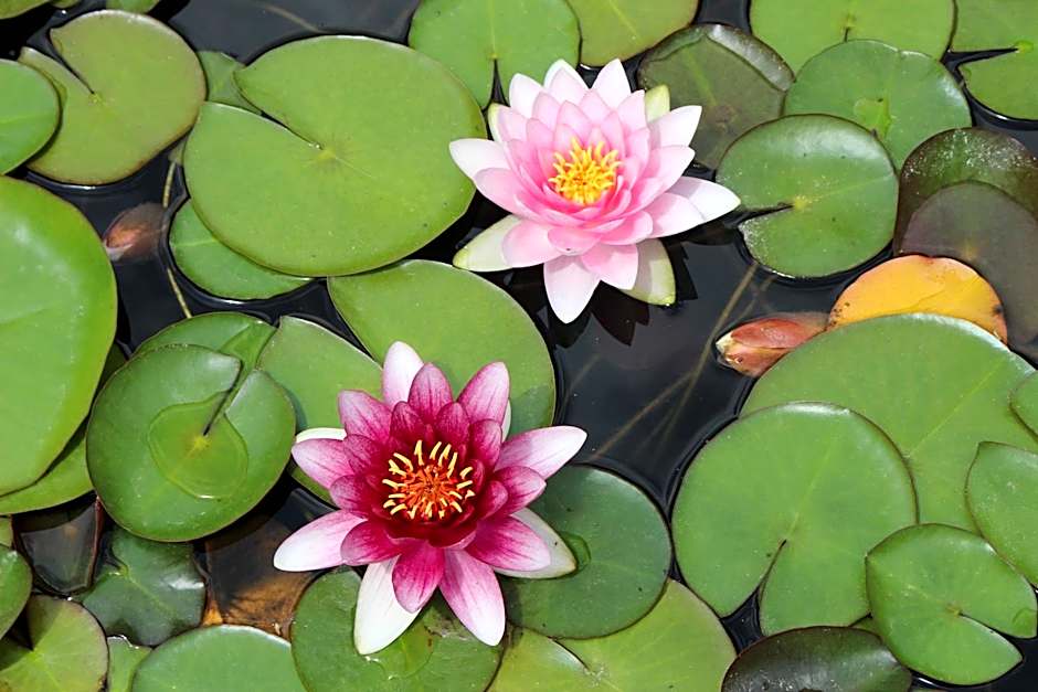 Erla Villa Boutique Hotel