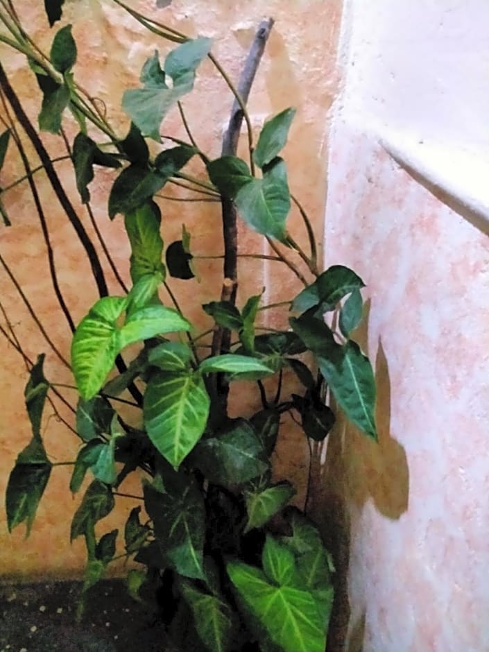 Pokhara Metro Eco Hotel Pvt.Ltd