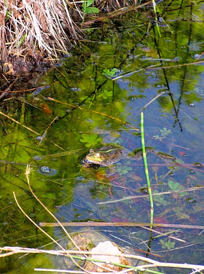 Le Mas De La Cigale Bleue, Caumont Sur Durance