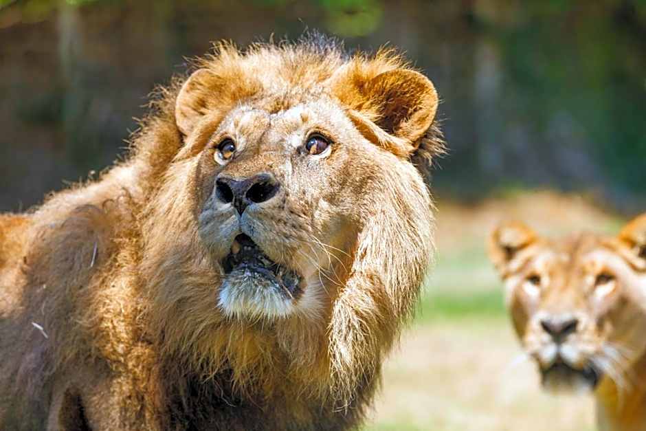 Hotel Selwo Lodge - Animal Park Tickets Included