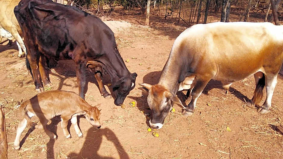 Fazenda Hotel Bem Ecológico