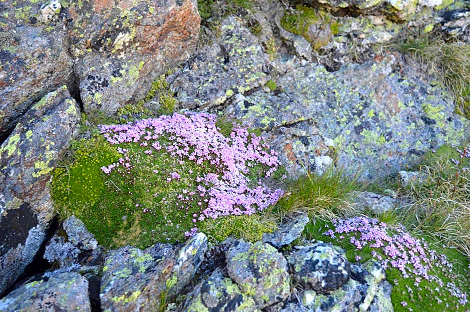 Hotel Jennys Schlössl