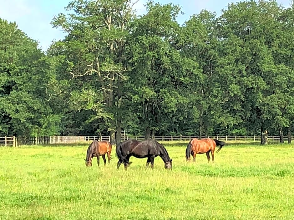 haras du Vignault Le Bûcher