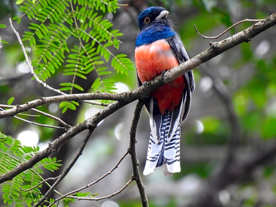 Aruá Observação de Vida Silvestre