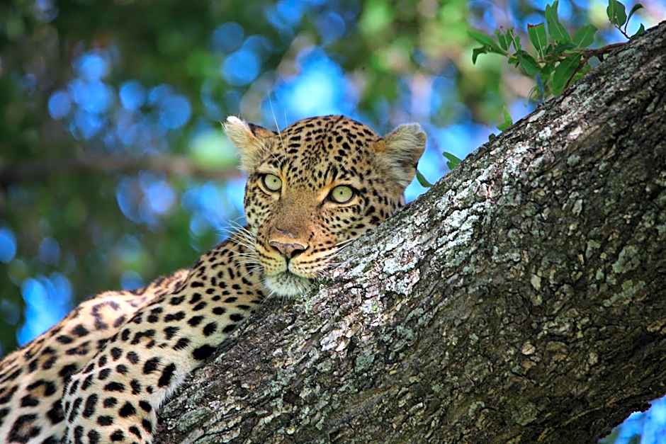 Ivory Wilderness River Rock Lodge