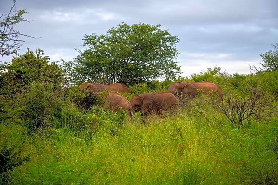 Foxy Crocodile Bush Lodge & Kruger Safaris