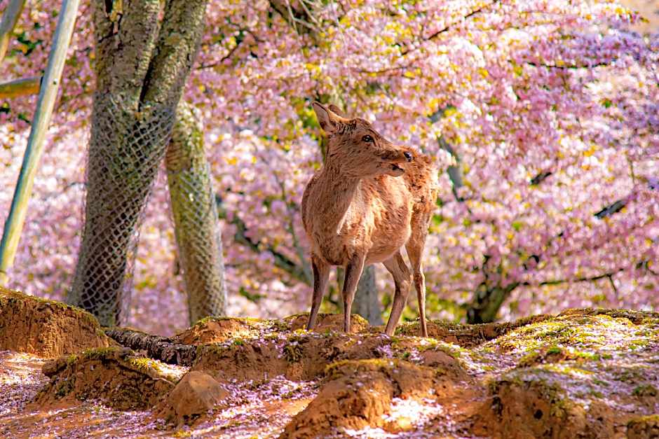 SEKAI HOTEL Deep Osaka Experience