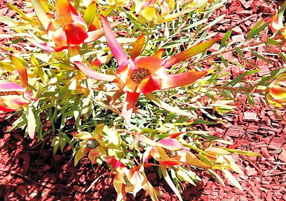 De Wingerd Wijnland Lodge