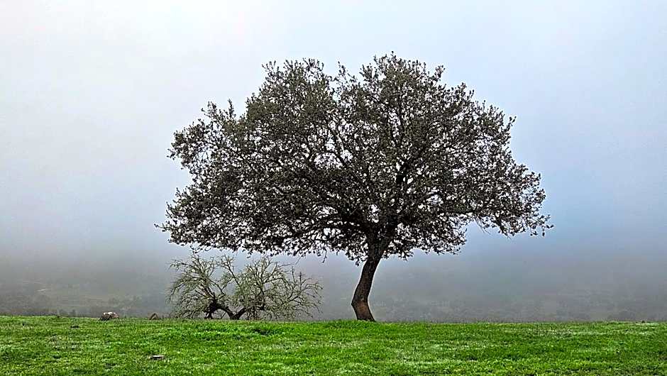 Herdade do Burrazeiro Turismo Rural no Alentejo