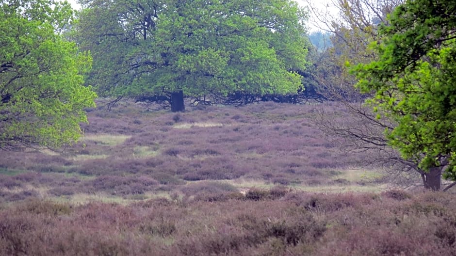 't Zwanemeer