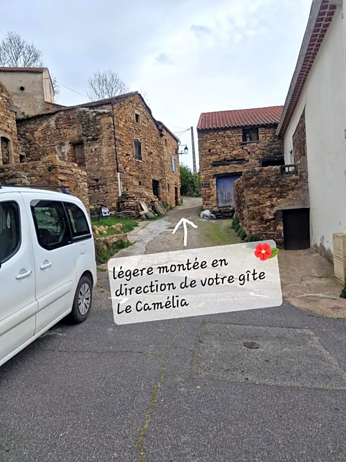 Le camélia de la mazarié