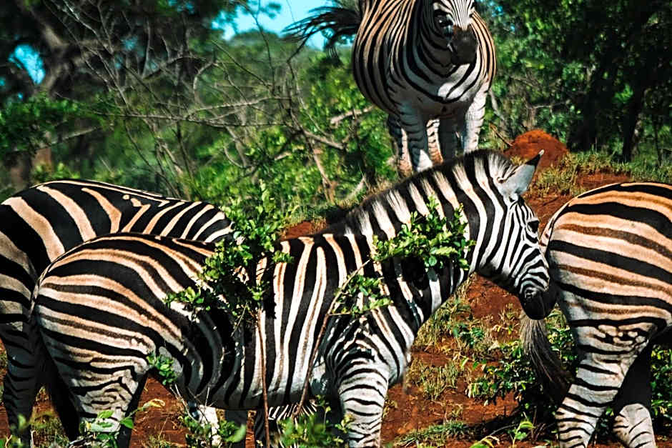 Honeyguide Tented Safari Camp - Khoka Moya