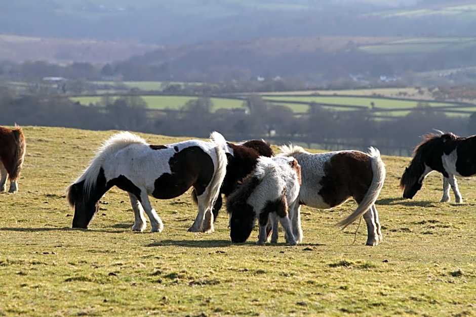 Ilsington Country House Hotel & Spa