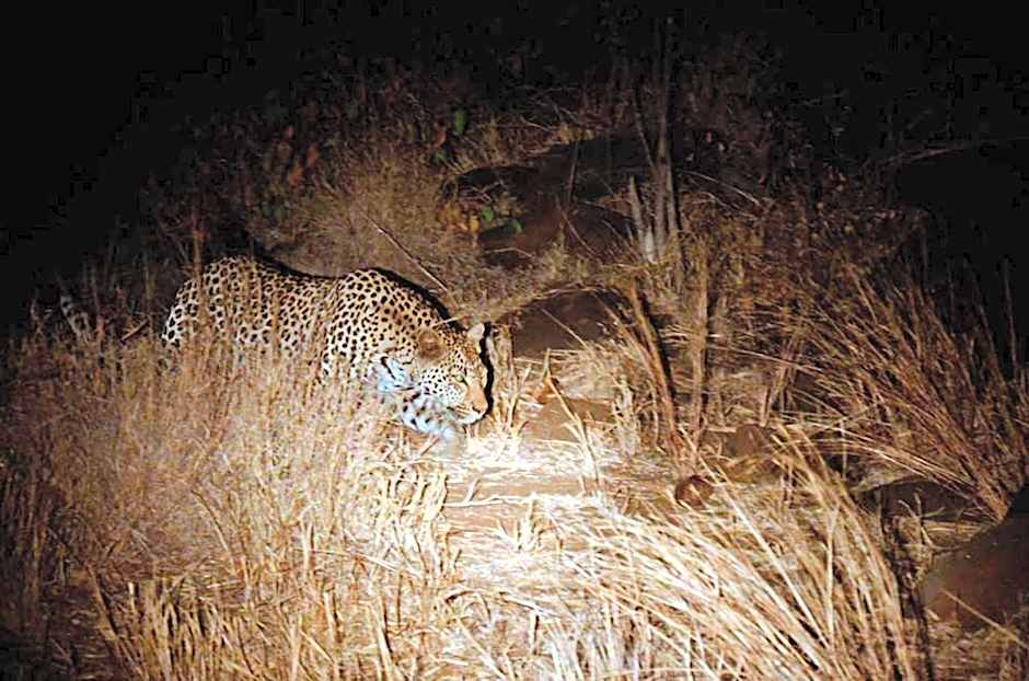 Tingala Lodge - Bed in the Bush