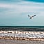 Bluebird Dennisport