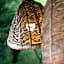 Zebra Lodge