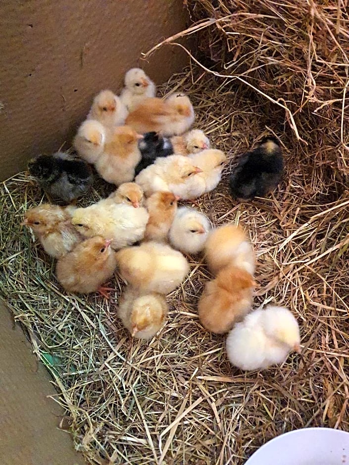 Dartmoor Reach Alpaca Farm