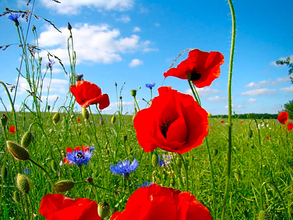 Golchener Hof - Familienhotel & Bauernhofurlaub in Mecklenburg