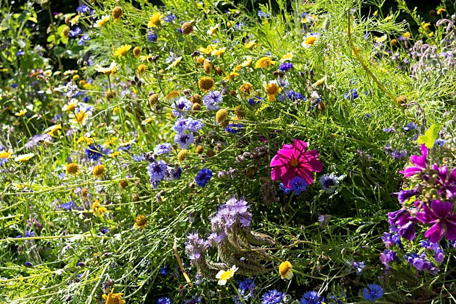 Little Creek - Lodges in het natuurgebied