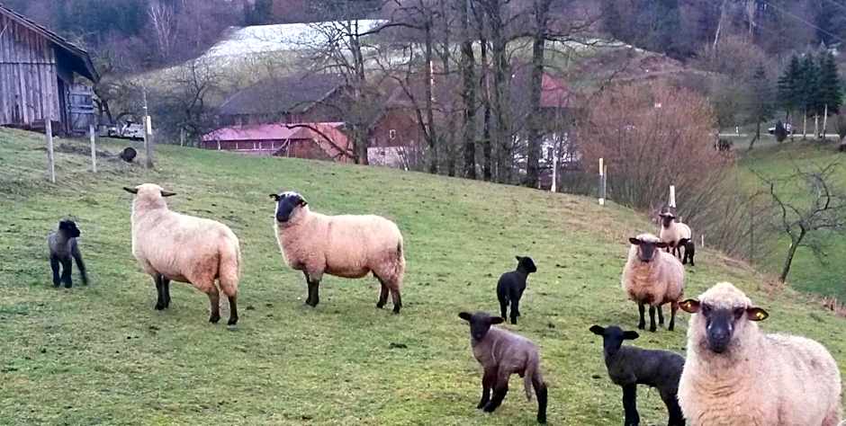 Landgasthof Adler Pelzmühle