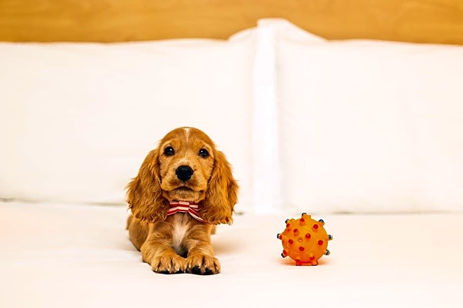 Ibis Porto Alegre Moinhos De Vento