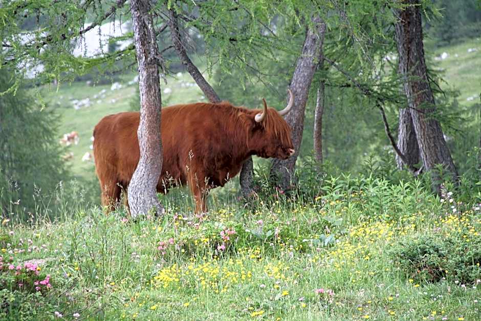 Hotel Berghof Tauplitzalm