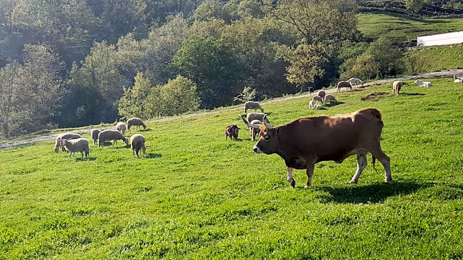 Alqueiturismo - Casas de Campo