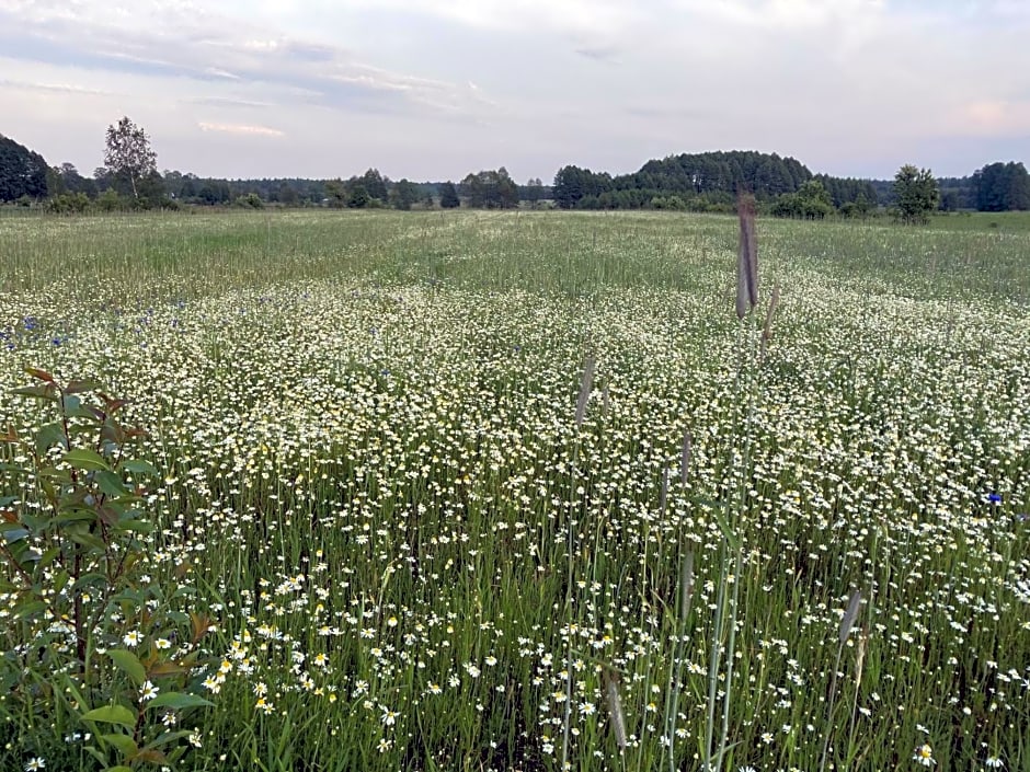 Agroturystyka w zielonym spichlerzu, Puszcza Białowieska