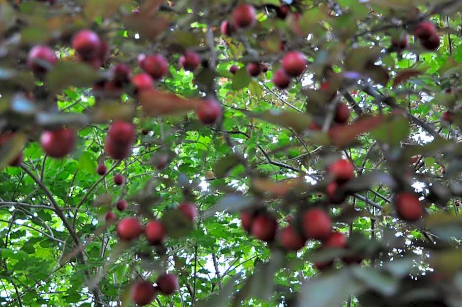 Apartments Villa Majense