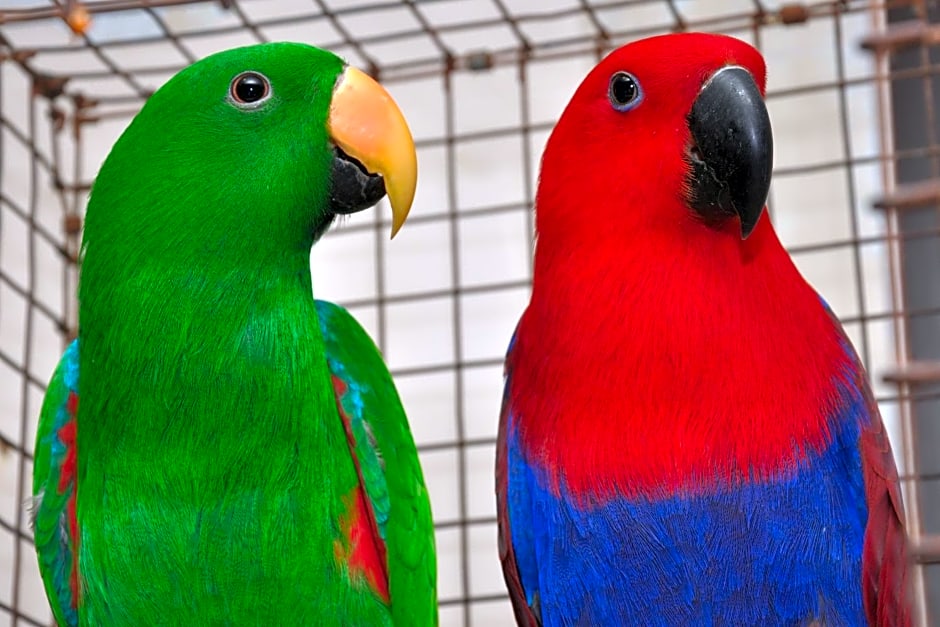 HOTEL SAIPALKHI NIWARA