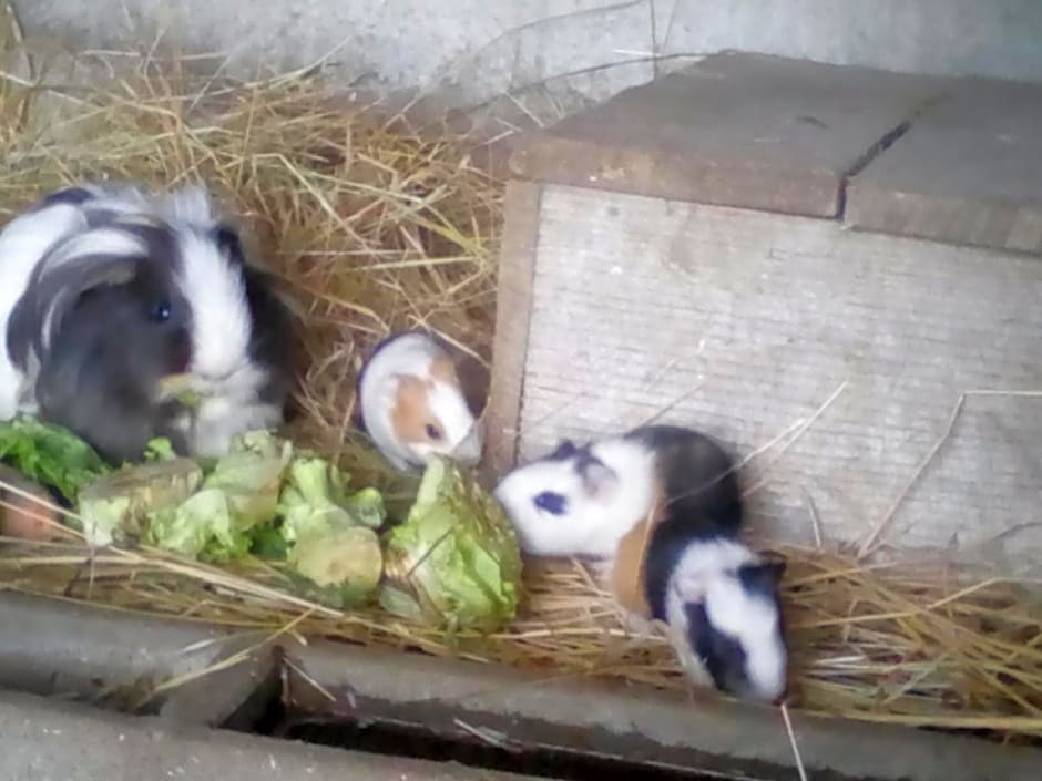 La Ferme du Vincin – Vannes, MN