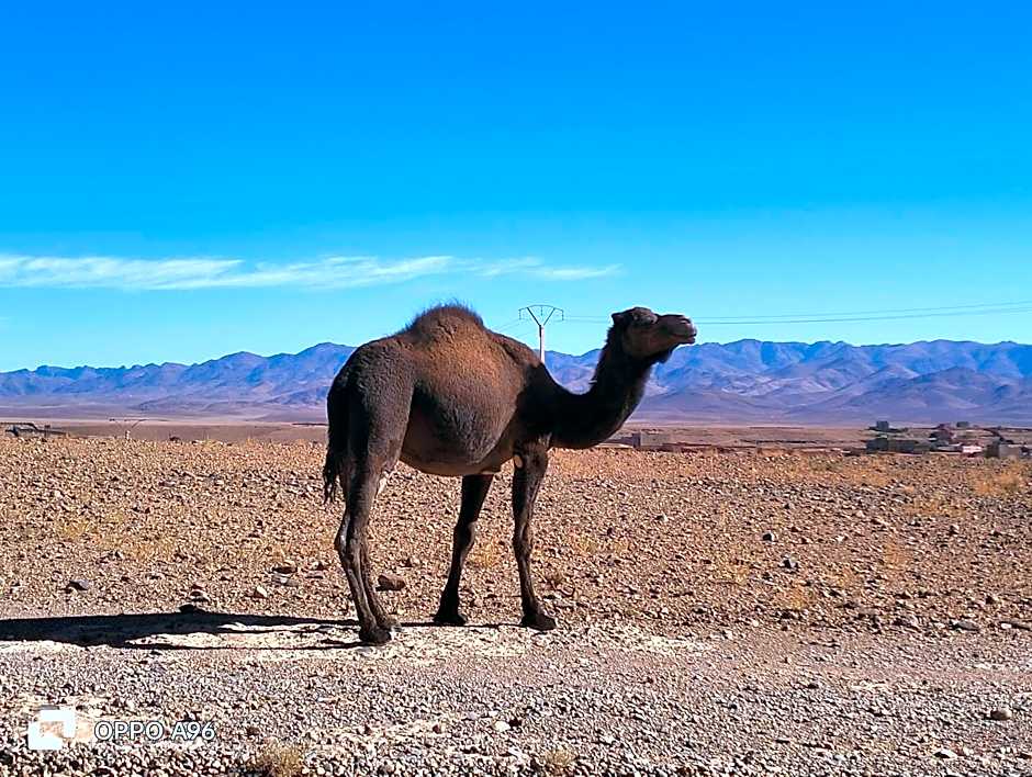 ECOLODGE MISS ROSE CHEZ LA FAMILLE