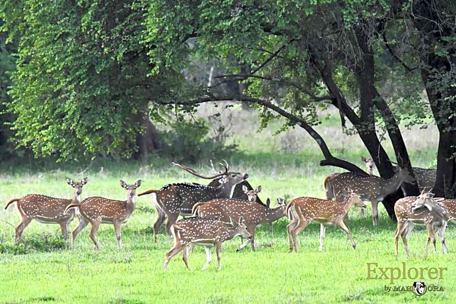 Explorer by Mahoora - Wasgamuwa