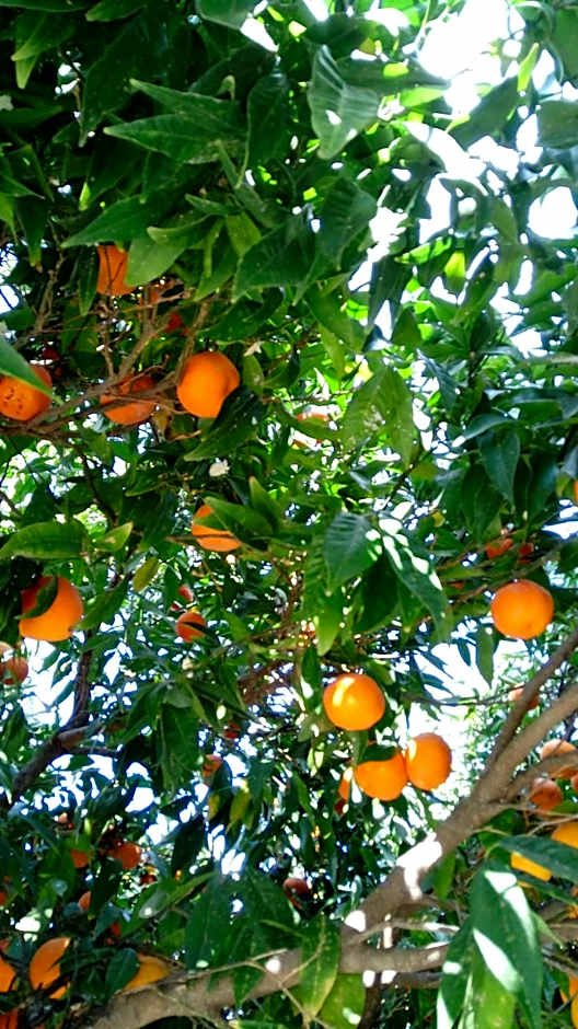 Flokkas Hotel Apartments