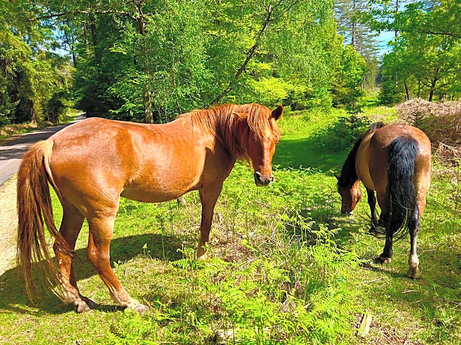 forest beach bashley park