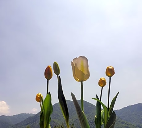 B&B Tulipano