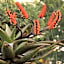 Aloe View Rock Lodge