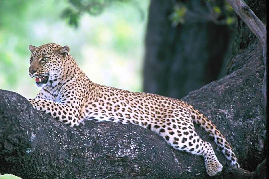 Bothabelo Bed and Breakfast