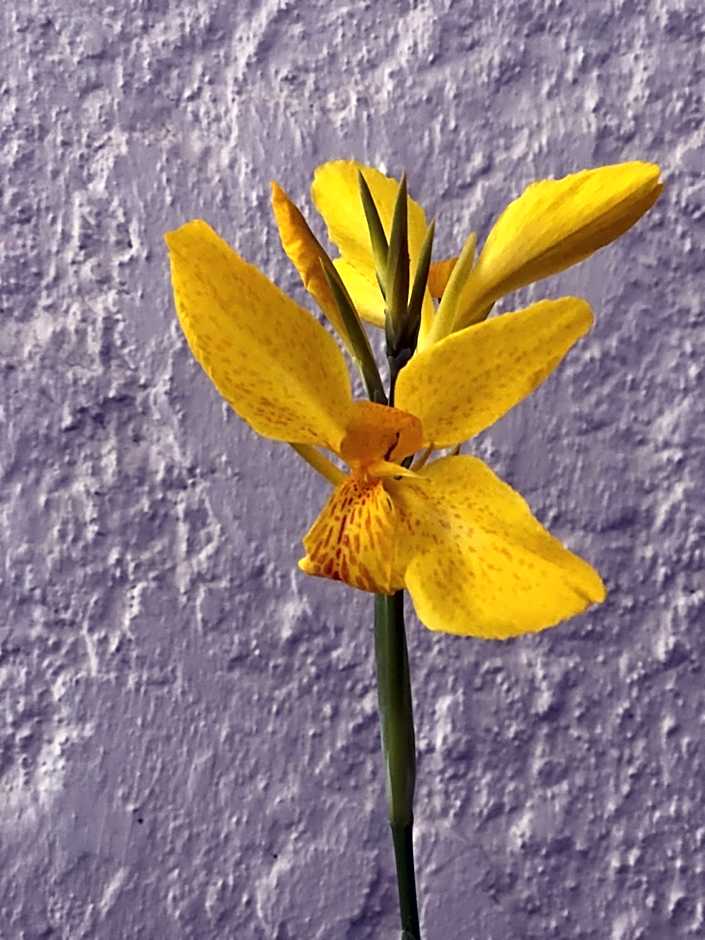 ΞΕΝΟΔΟΧΕΙΟ ΠΑΠΑΝΑΓΙΩΤΟΥ